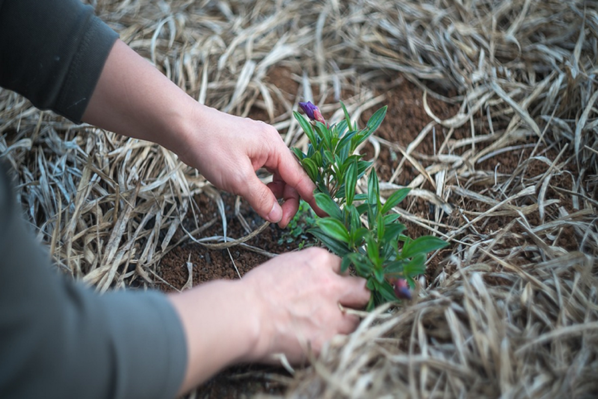 agir-la-biodiversite