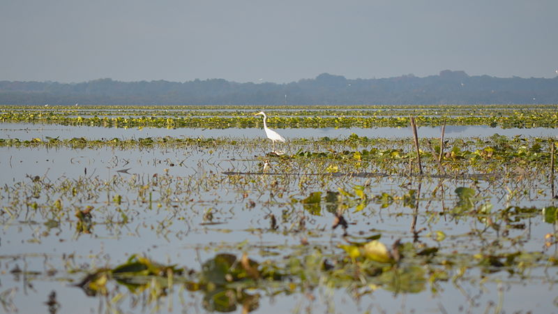 800px-lac-de-grand-lieu---pierre-aigue-1